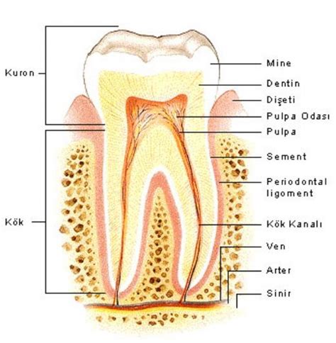 2 yıllık diş bölümleri
